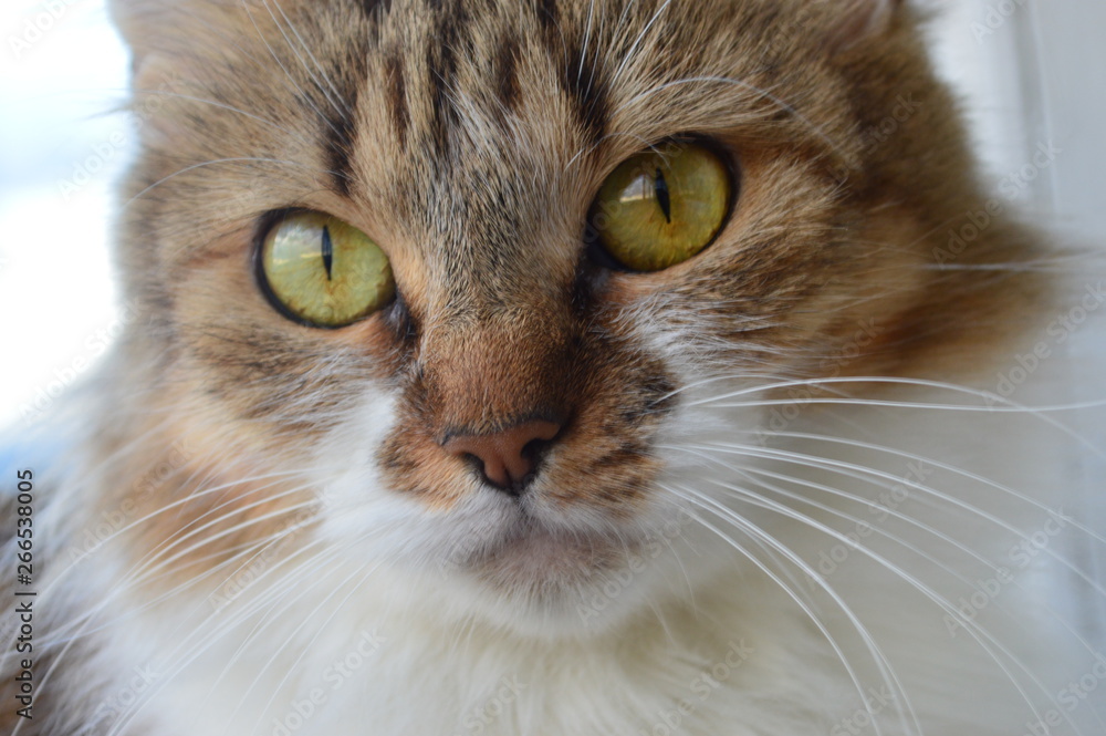 Portrait of a cat with beautiful eyes