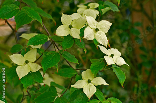Photography Flowering Cornus Kousa var  'China Girl' in close up