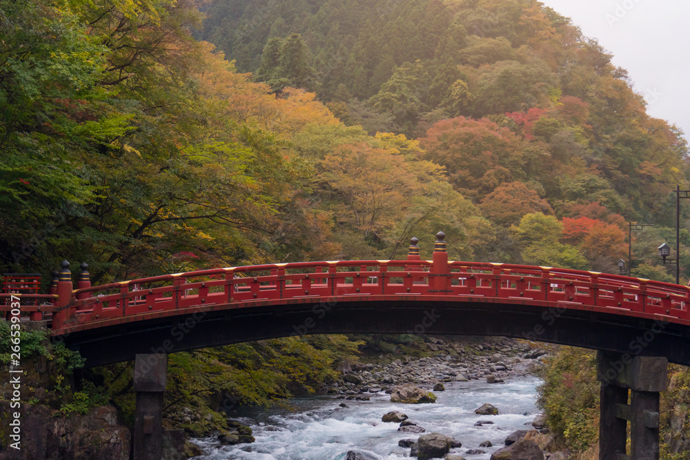 Shinkyo bridge and stream in autumn tree, beautiful nature