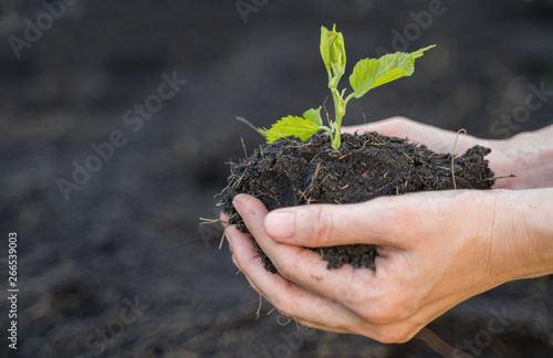Farmer hand holding soil with sapling plant, ecology and environment concept.