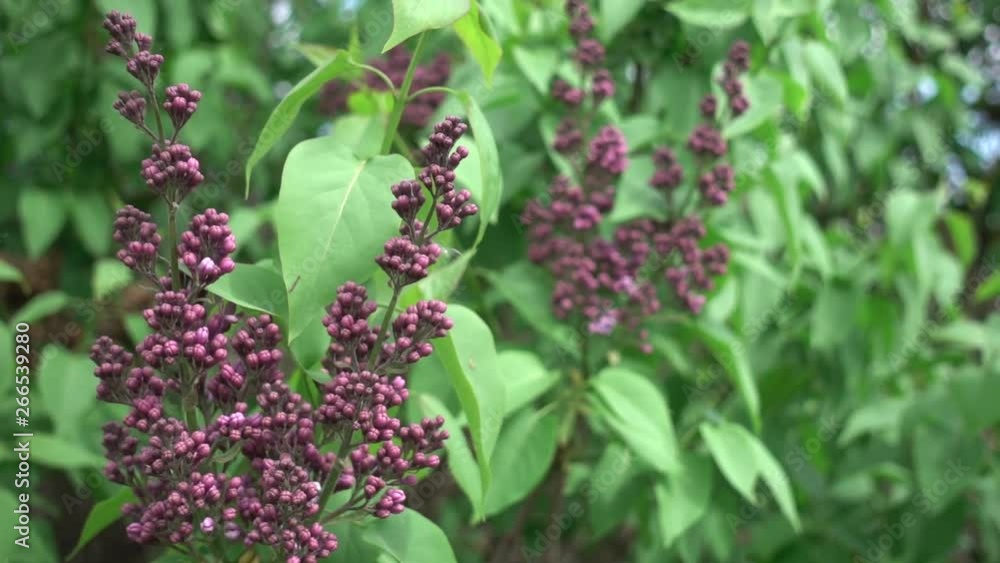 Common lilac blooming in slow motion