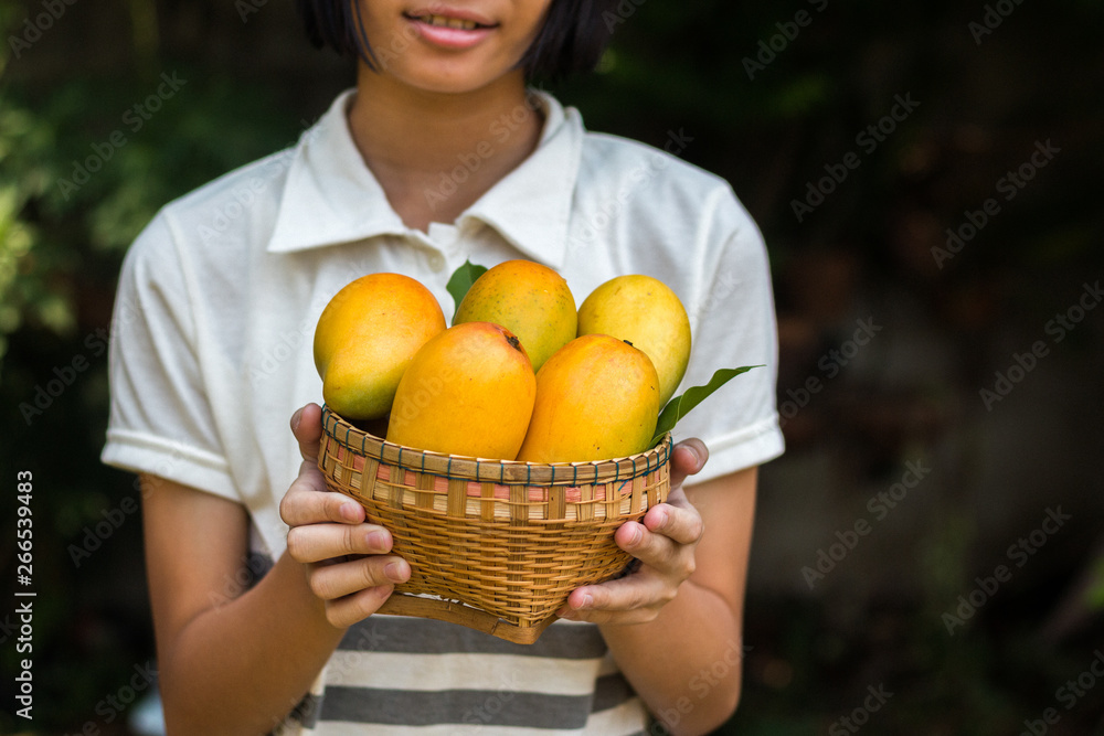 Asian girl holding a yellow ripe mango basket in hand Asian girl holding a yellow ripe mango basket in hand