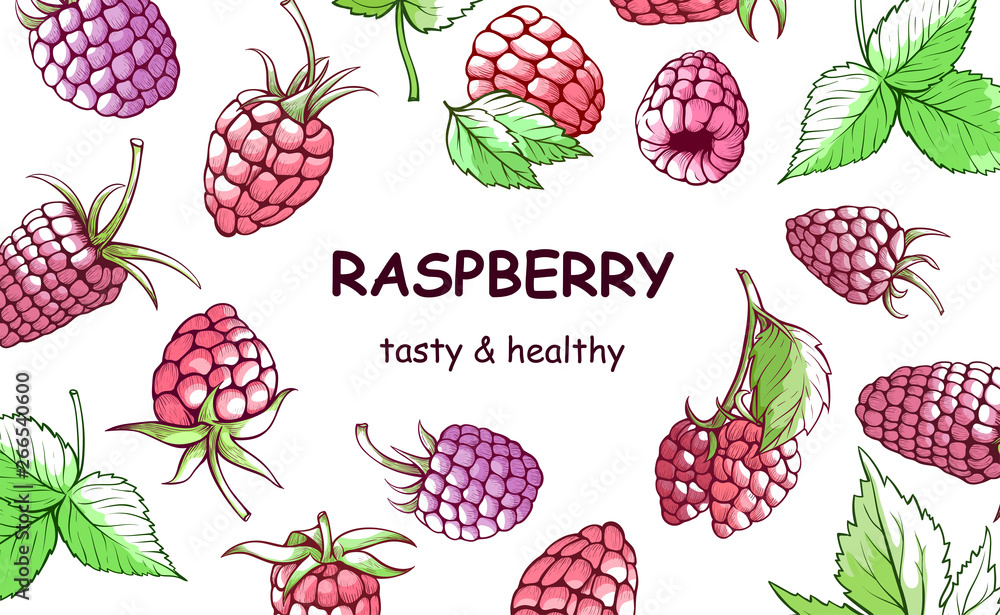 Raspberry hand drawn background, sweet and tasty Raspberry hand drawn background, sweet and tasty