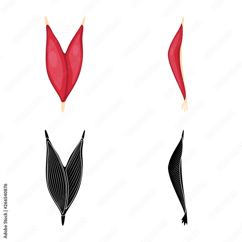 Vector illustration of fiber and muscular logo. Collection of fiber and body vector icon for stock. Vector illustration of fiber and muscular logo. Collection of fiber and body vector icon for stock.