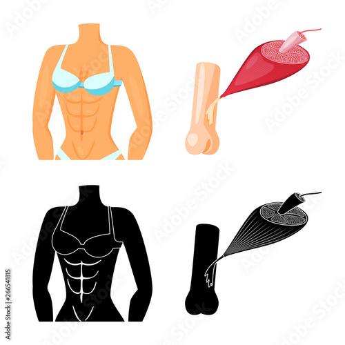 Vector illustration of fiber and muscular symbol. Set of fiber and body  stock symbol for web.