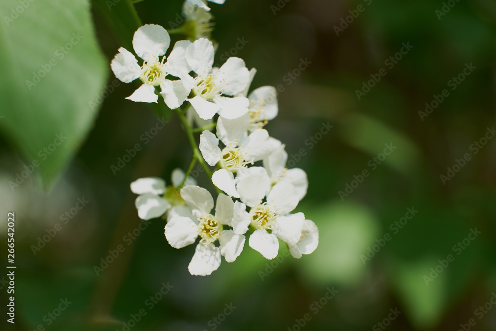 nature spring flowering Apple and cherry foliage green sun nature spring flowering Apple and cherry foliage green sun