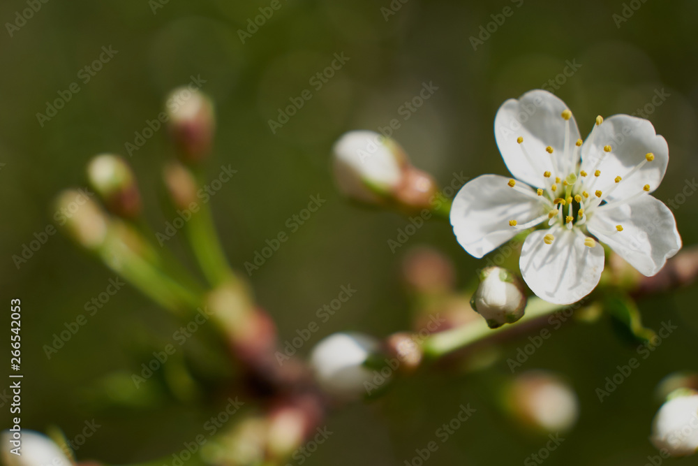 nature spring flowering Apple and cherry foliage green sun nature spring flowering Apple and cherry foliage green sun