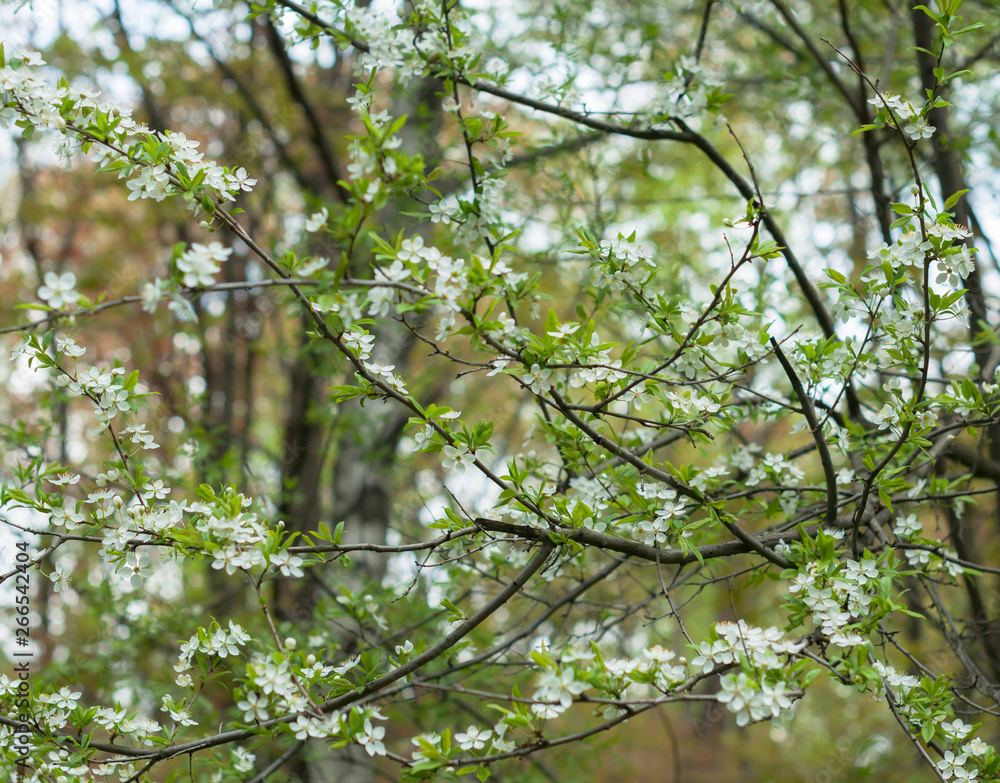 Fototapeta premium A apple tree blooming in the sunny spring day