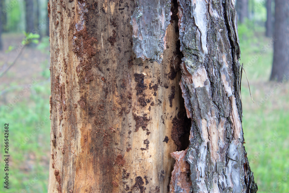 tree damage by bark beetle near a country house tree damage by bark beetle near a country house