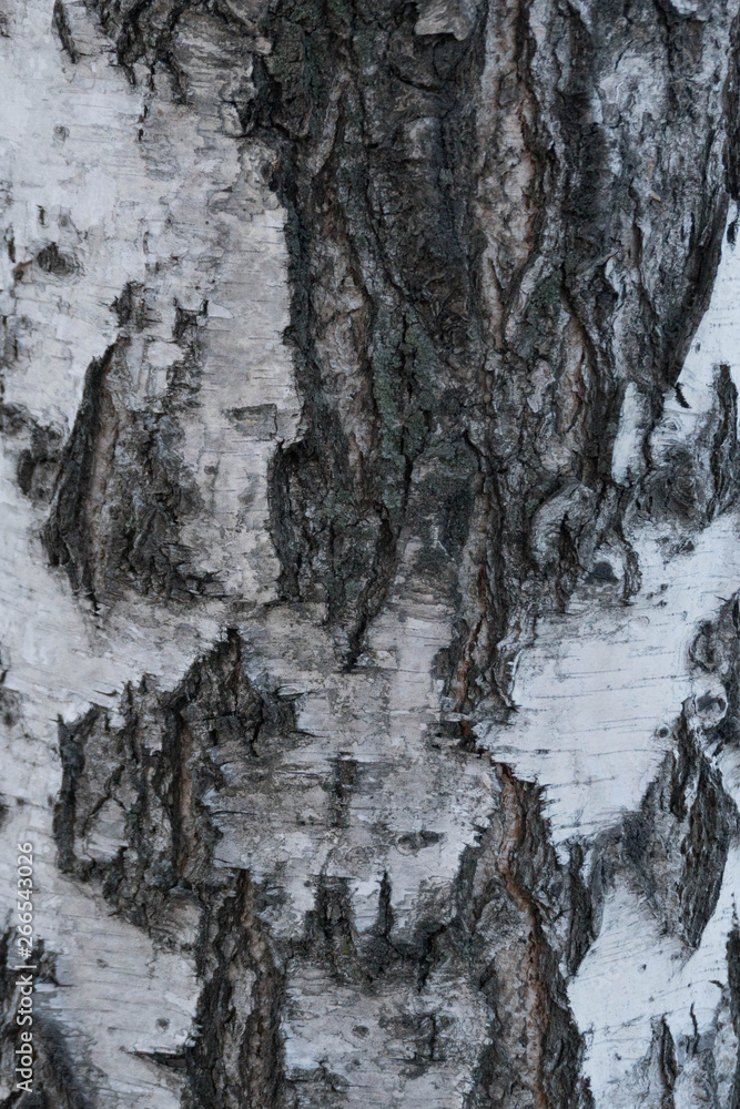 Birch bark texture. Natural background: birch bark, use for illustrations, decorative patterns, textile prints Birch bark texture. Natural background: birch bark, use for illustrations, decorative patterns, textile prints