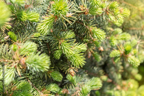 Opened bud of the spruce green tree with fresh needles nature background