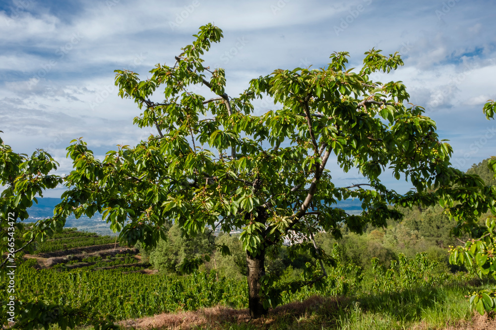 Cherry Tree with Green Cherries Fruit, Fundao, Portugal