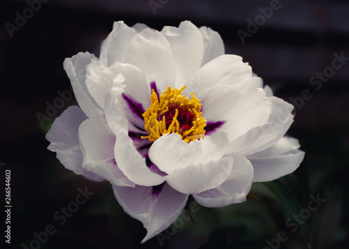 Delicate white peony in full bloom in spring