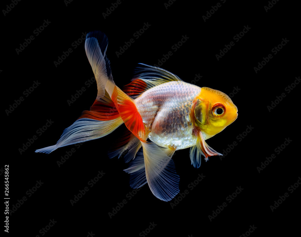 goldfish isolated on a dark black background goldfish isolated on a dark black background