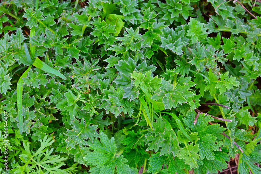 Young green grass in the meadow.Natural background. Young green grass in the meadow.Natural background.