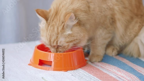 Cute ginger cat eating food from bright orange bowl. Fluffy pet at home.