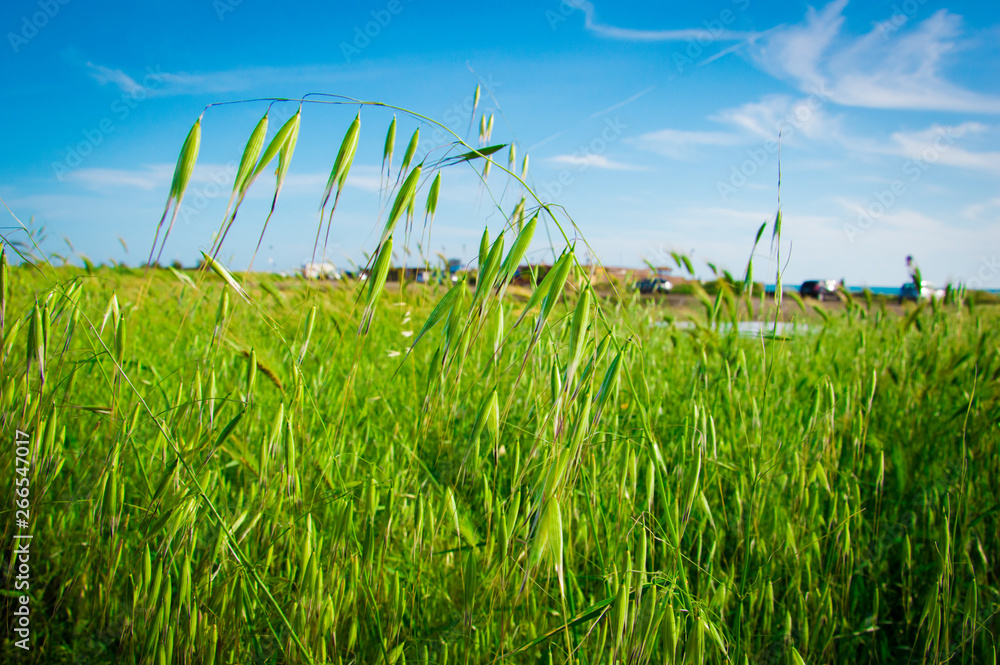 Obraz premium Plant fluctuating in the wind
