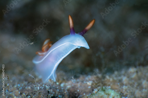 Nudibranch Hypselodoris bullockii.  Underwater macro photography from Anilao, Philippines