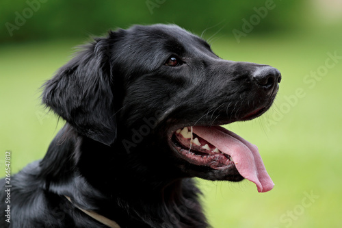 A portrait of a flat coated retriever with green background in summer