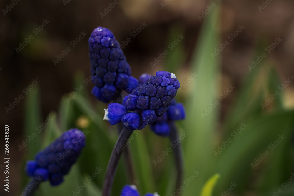Blue Muscari in spirng garden, spring plant, wildflowers. Macro shooting. Blue Muscari in spirng garden, spring plant, wildflowers. Macro shooting.