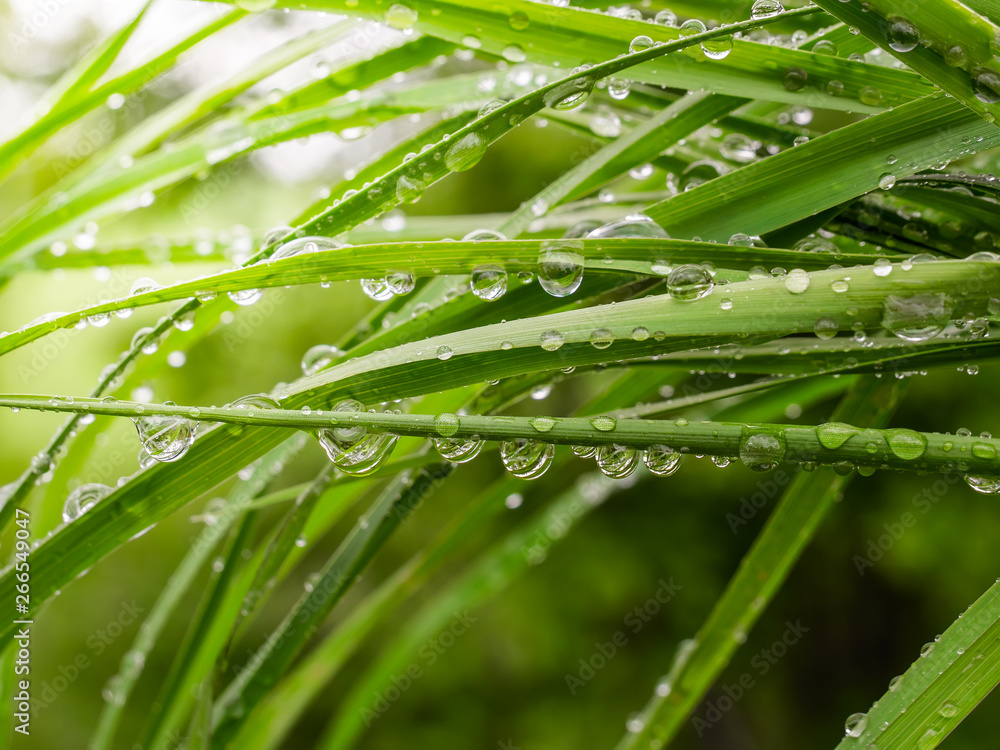 Fototapeta premium Green grass in nature with raindrops