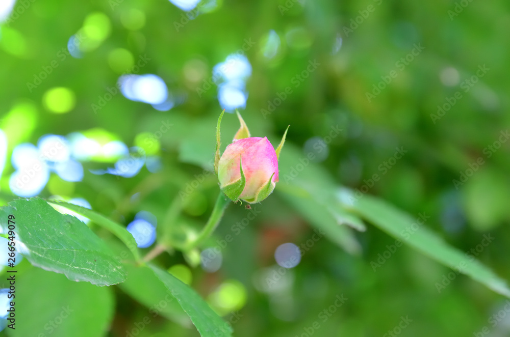 Obraz premium Rose bud scented, tea.Rose bud Odorata