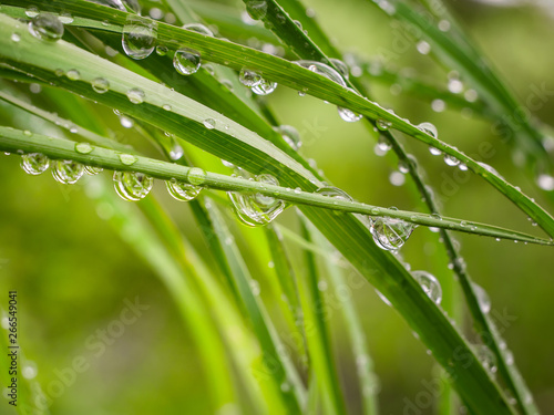 Green grass in nature with raindrops