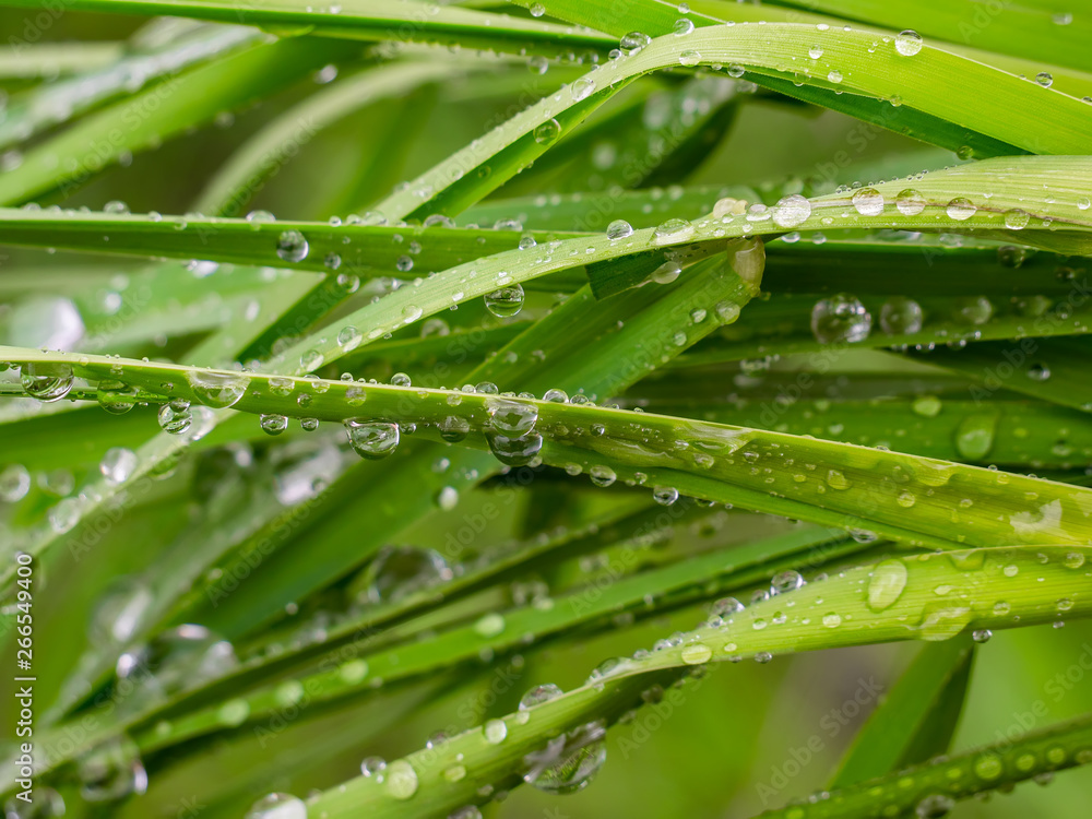 grass, green, water, dew, nature, leaf, drop, rain, plant, leaves, drops, summer, macro, fresh, plants, morning, wet, flora, blade, spring, foliage, garden, lawn, raindrop, natural grass, green, water, dew, nature, leaf, drop, rain, plant, leaves, drops, summer, macro, fresh, plants, morning, wet, flora, blade, spring, foliage, garden, lawn, raindrop, natural