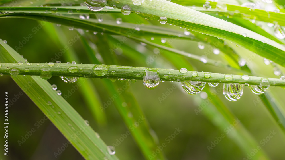Green grass in nature with raindrops Green grass in nature with raindrops