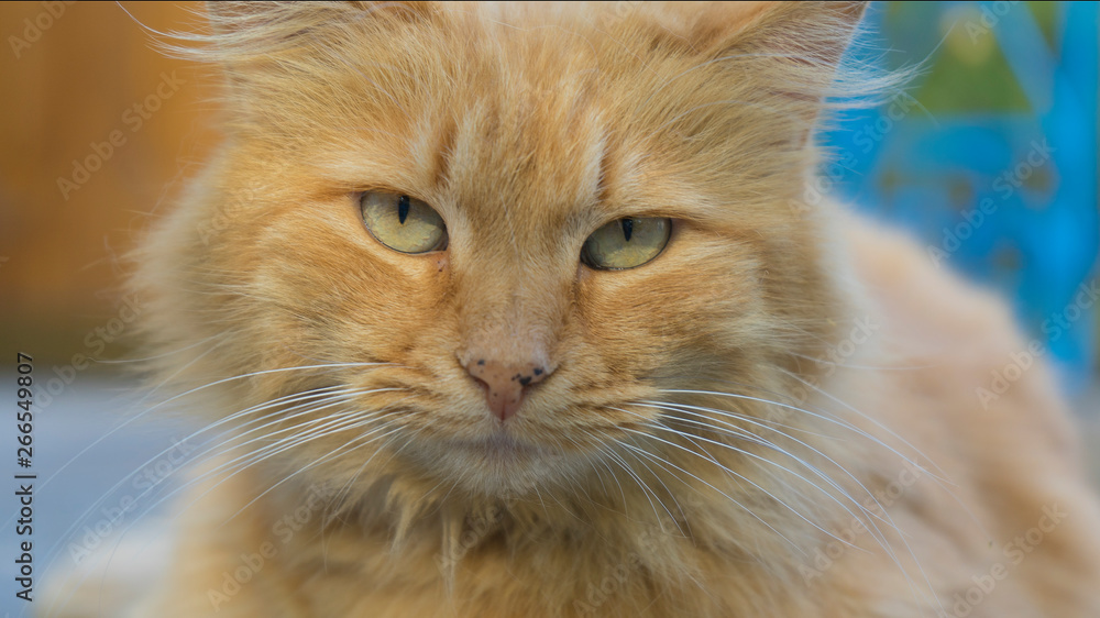 Close up portrait of calm red cat Close up portrait of calm red cat