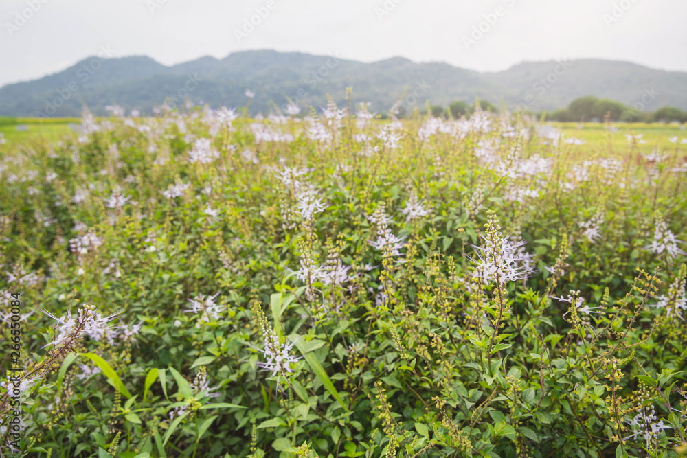 Field of flower. flower background with flowers. Beautiful flowers. Field of flower. flower background with flowers. Beautiful flowers.