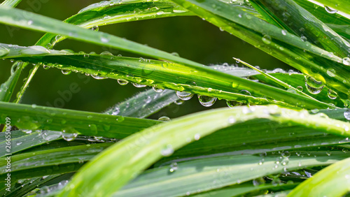 Green grass in nature with raindrops © Karnav