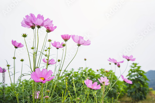 Field of cosmos flower. flower background with pink flowers. Beautiful pink flowers.