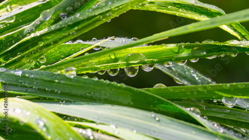 Green grass in nature with raindrops © Karnav