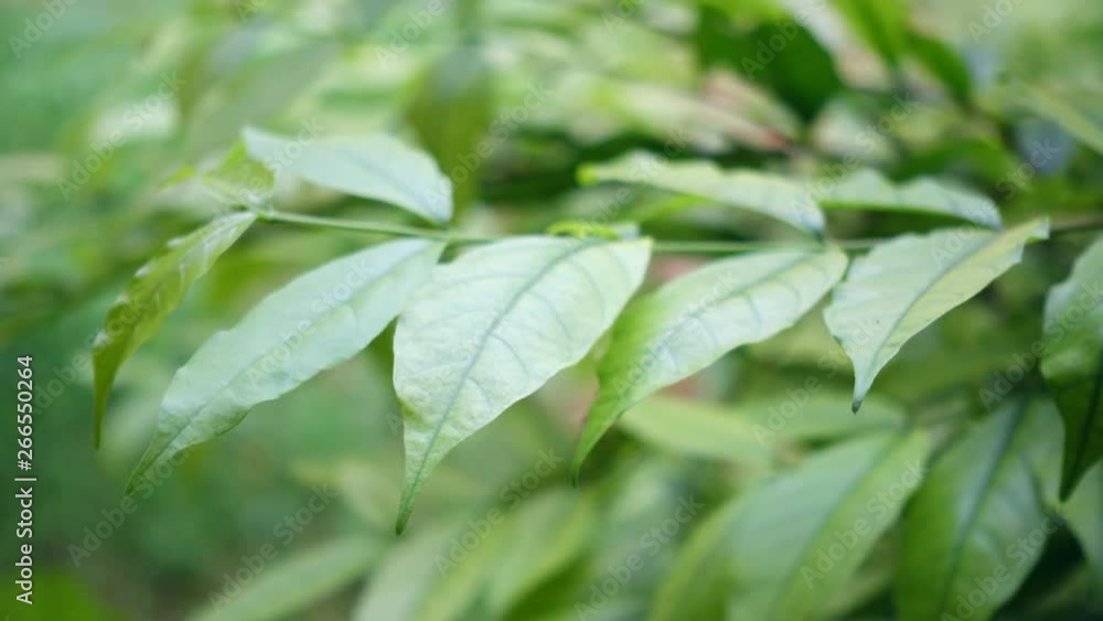 Green Nature background. wind for tree green leaves movement. Blurred abstract bokeh 4K UHD video 3840X2160. Green Nature background. wind for tree green leaves movement. Blurred abstract bokeh 4K UHD video 3840X2160.