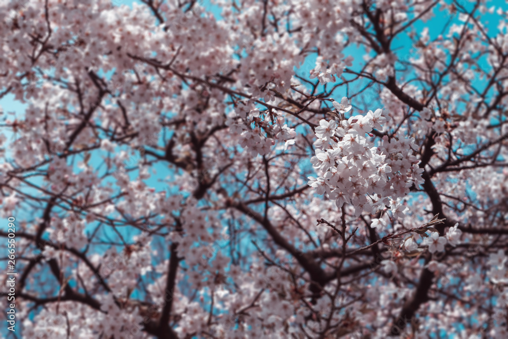 Spring background, Cherry blossom in the spring Spring background, Cherry blossom in the spring