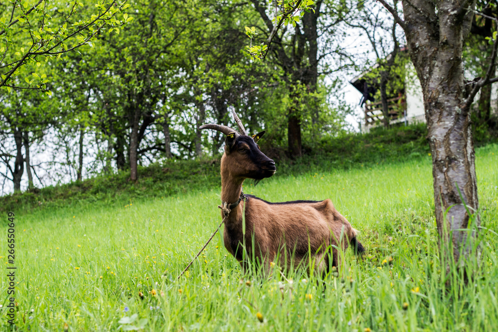 brown goat on pasture.goat on the meadow brown goat on pasture.goat on the meadow