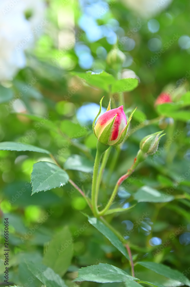 Rose bud scented, tea.Rose bud Odorata