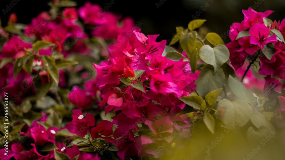 Naklejka premium pink flowers