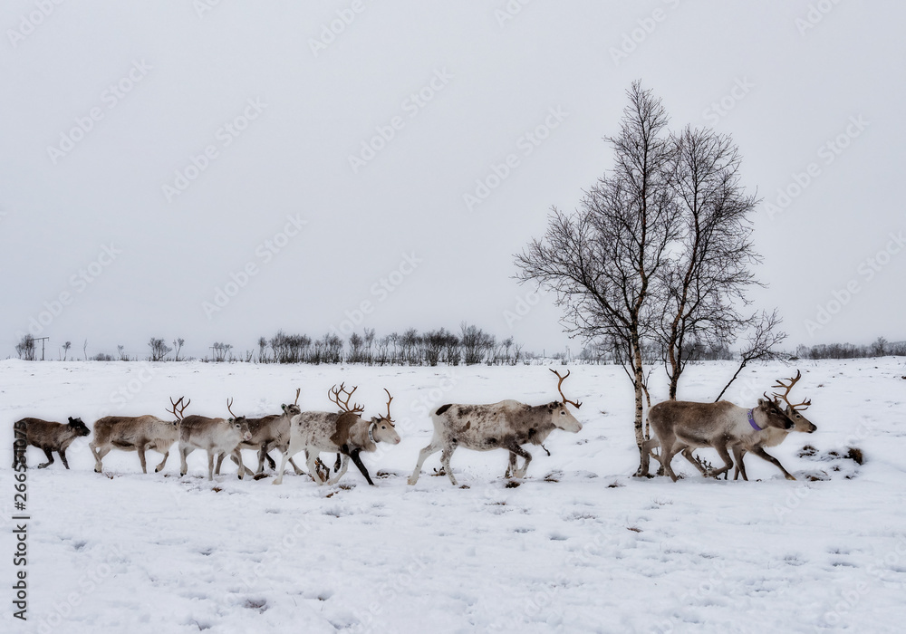 Reindeer flock walked in rows Reindeer flock walked in rows