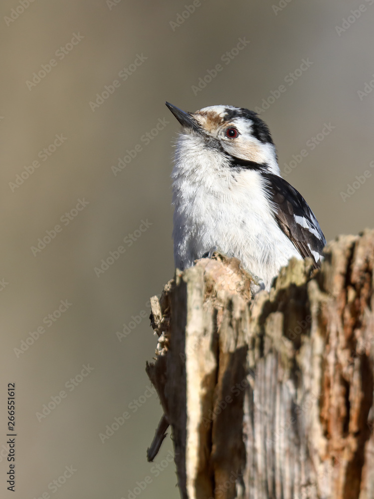 Naklejka premium Lesser Spotted Woodpecker in the tree