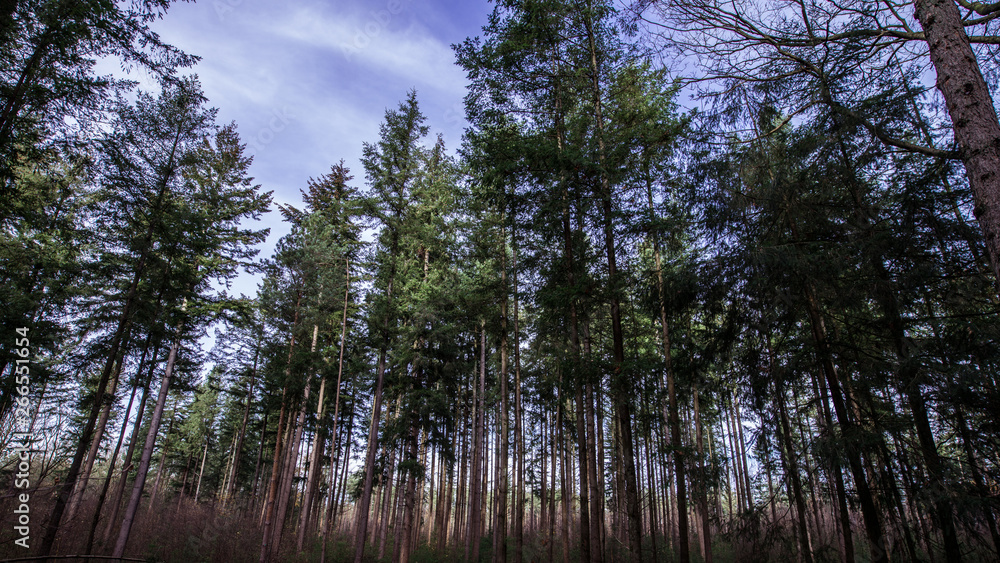 Autumn tree, dutch Veluwe, landscape, nature, the Netherlands