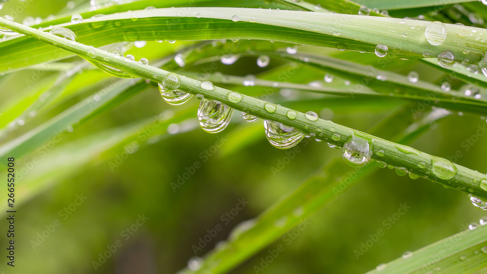 Green leaf with raindrops in the summer in nature develops in the wind Green leaf with raindrops in the summer in nature develops in the wind