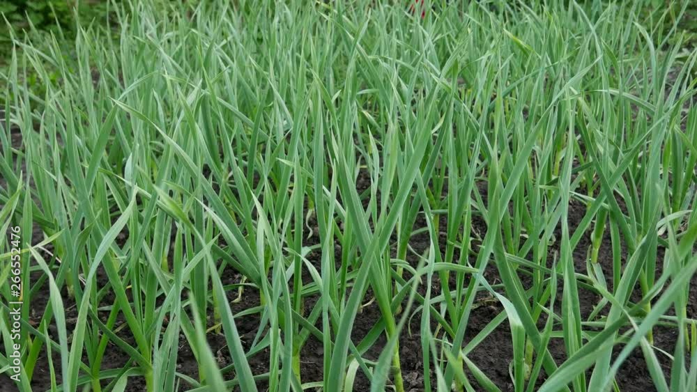 Fresh Green Sapling of Garlic Fresh Green Sapling of Garlic