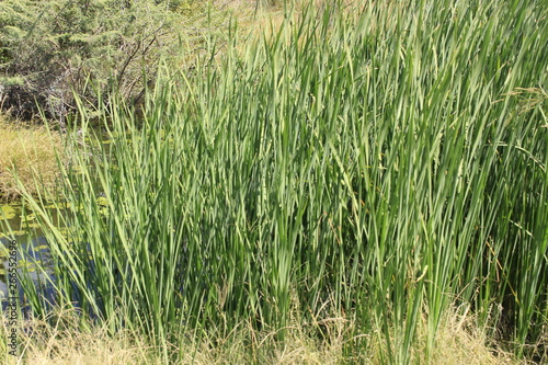 green grass in the field