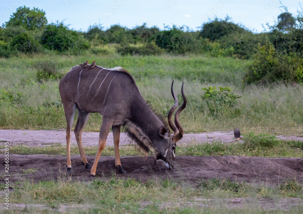 Naklejka premium Greater Kudu in the savannah of the Chobe Nationalpark in Botswana