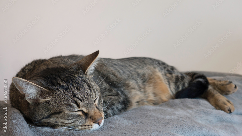 Striped cat sleeps on a gray blanket 