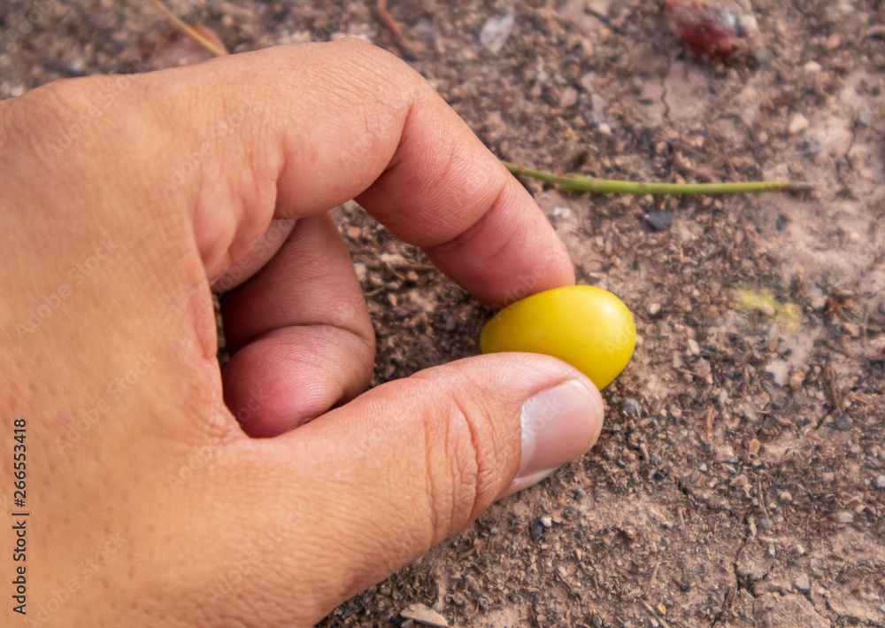Hand picking neem seeds that drop the soil Hand picking neem seeds that drop the soil