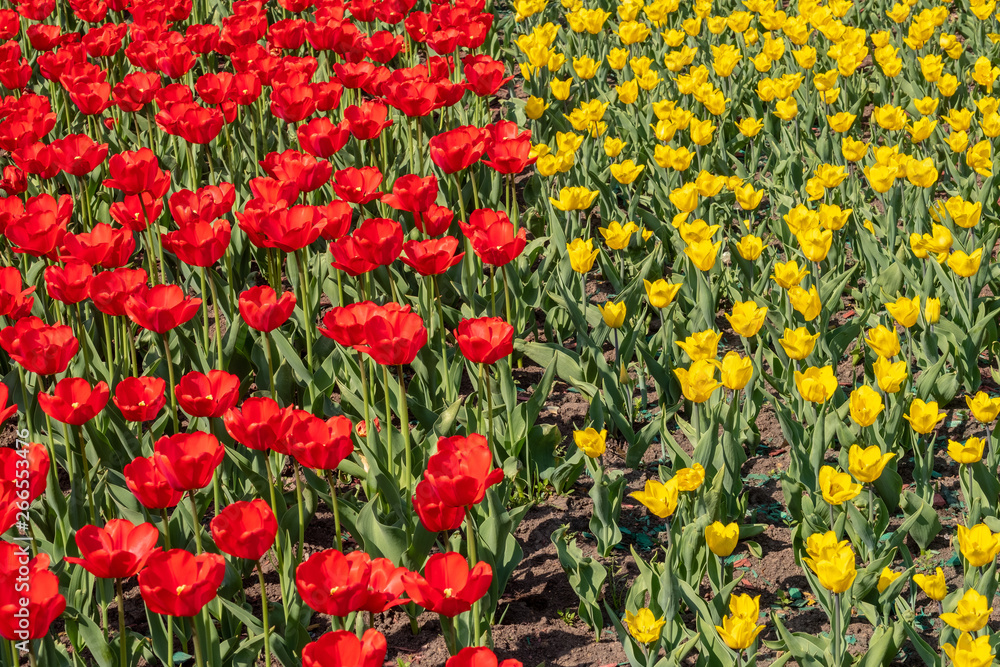Yellow and red tulips growing in a flowerbed