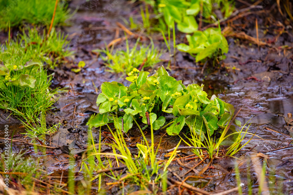 Marsh marigold before flowering in the flooded forest,spring flowers Marsh marigold before flowering in the flooded forest,spring flowers